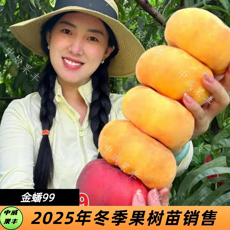 金蟠99特早熟黄毛蟠果树6月上旬成熟不裂果不炸核口感香甜黄桃