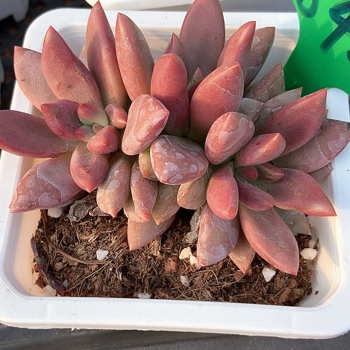 多肉植物桃花源842