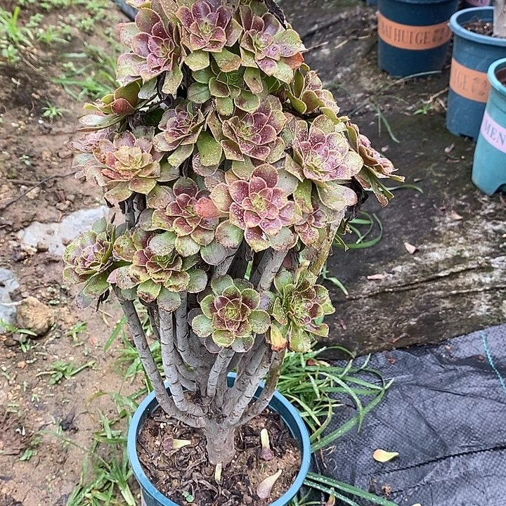 灰法20多肉植物法师法师法师