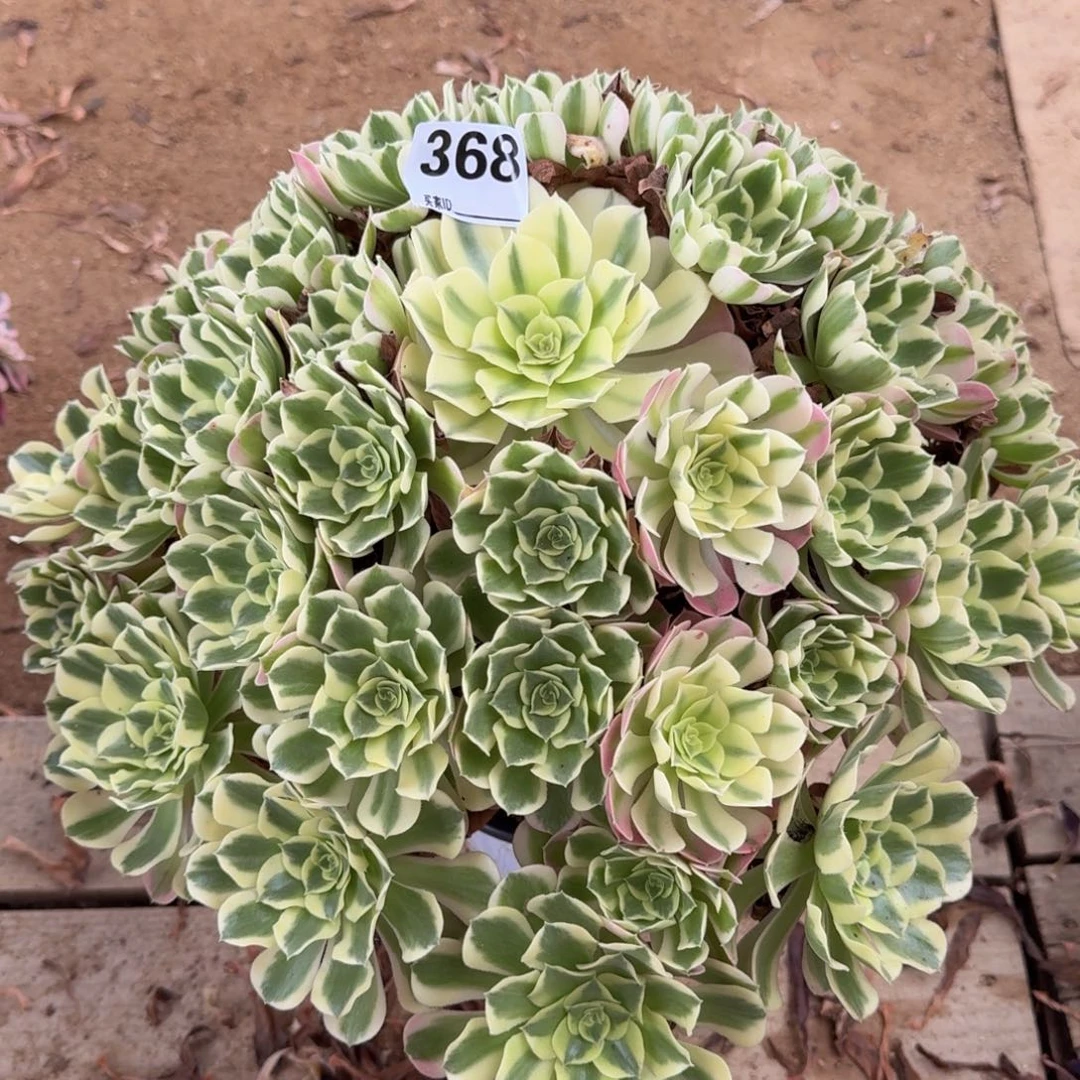 368白凤多肉植物