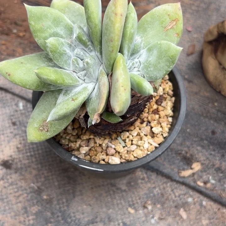 锦宸多肉～一物一拍0020