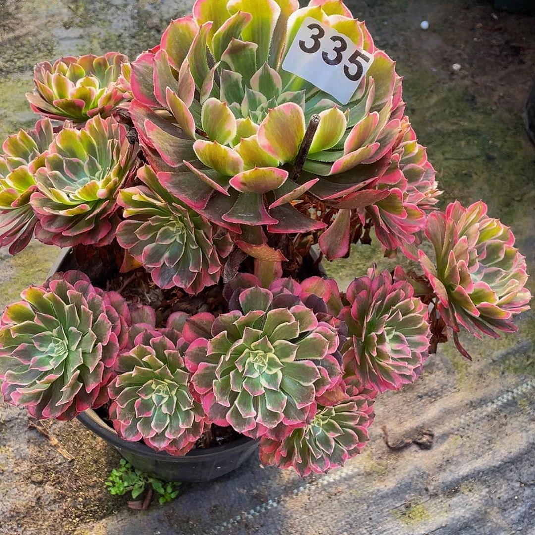 多肉法师335号霁月发货不包损