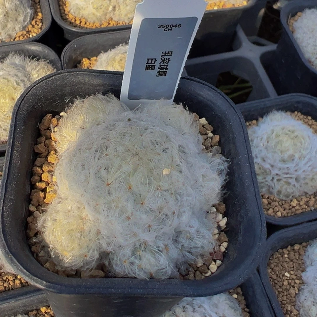 *****白星仙人球多肉植物