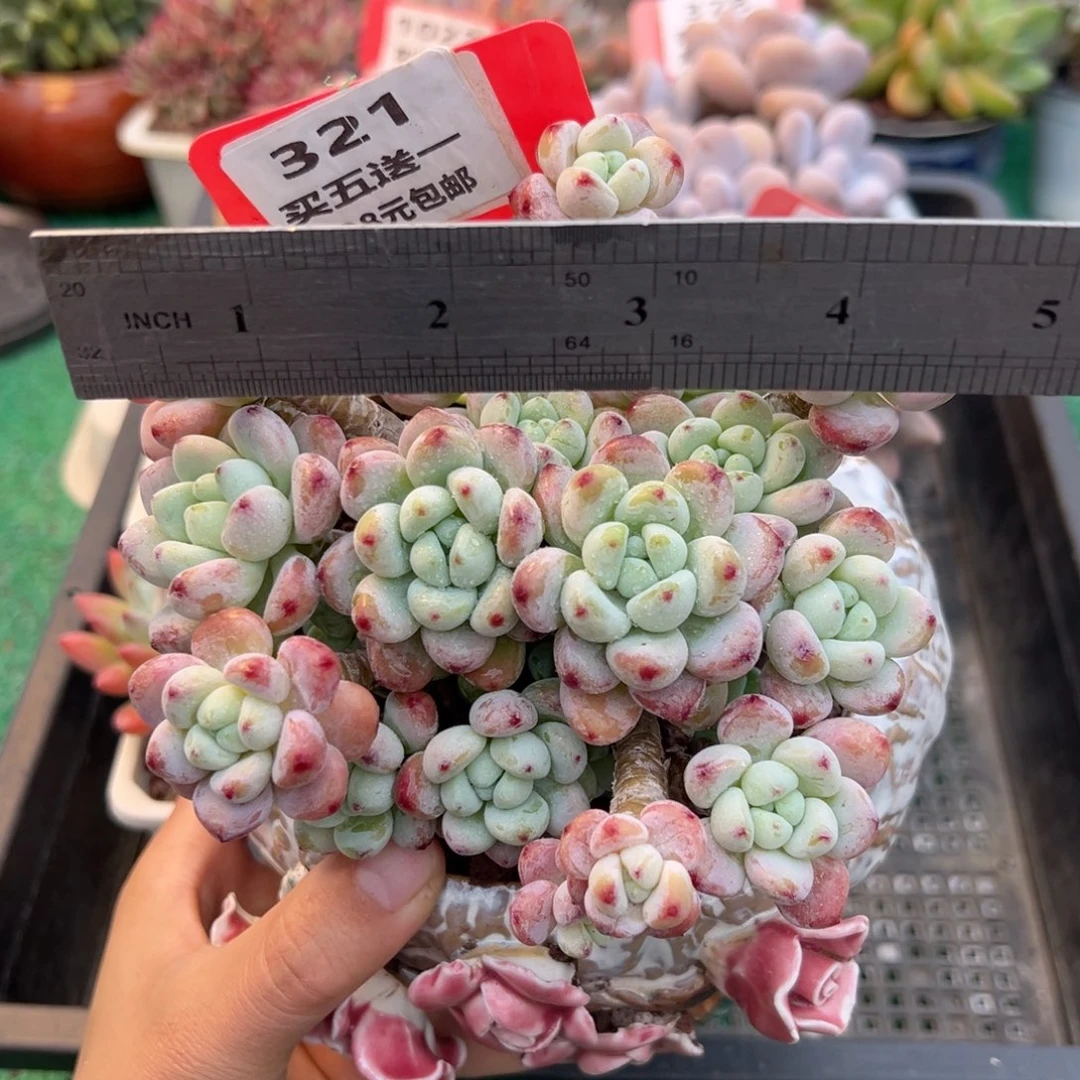 表妹精品多肉植物321.