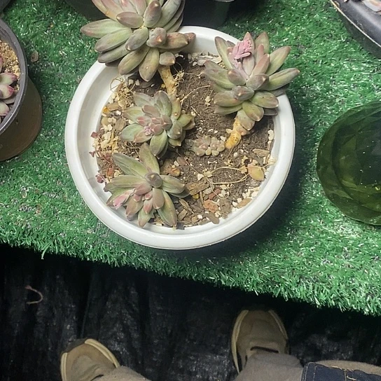 萌*噠161//////////////