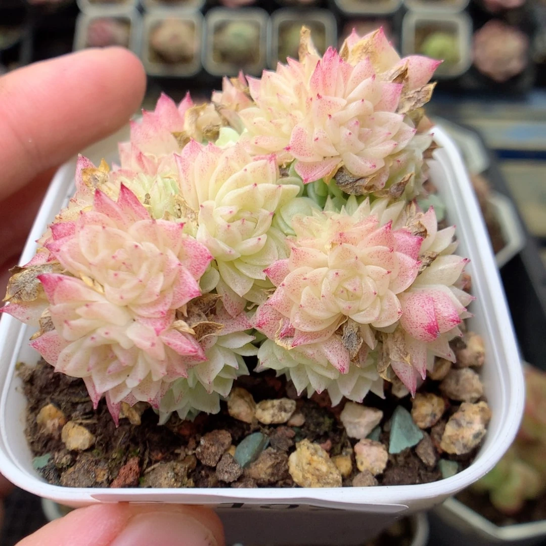 G107 ，20包邮两天凑单偏远不发货