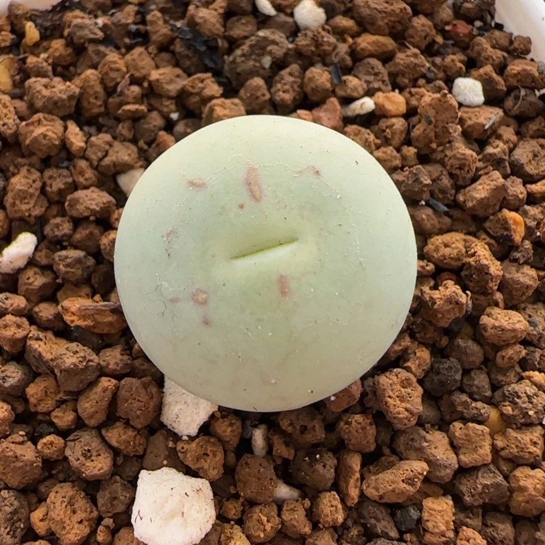 12.27。      蛋x嘴。    2002