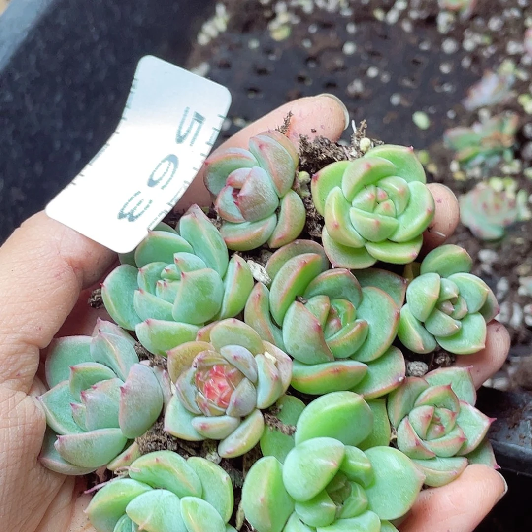 多肉植物多肉植物563