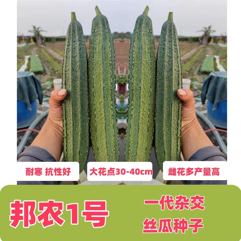 邦农1号耐寒丝瓜种子高产大花点坐果率高花色好