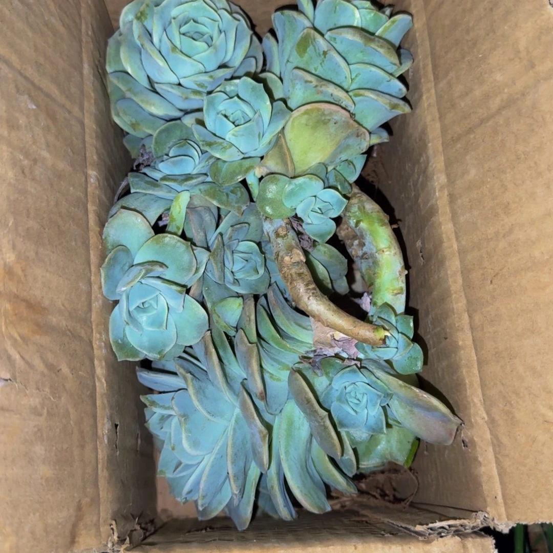 可爱玫瑰砍头 不包损12.8