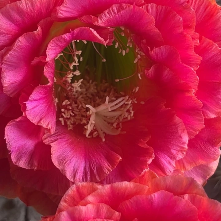 清清101根仙人球瑕疵