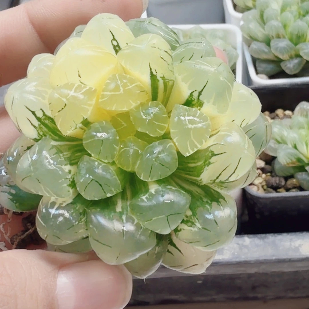 十二卷实生冰灯锦无根