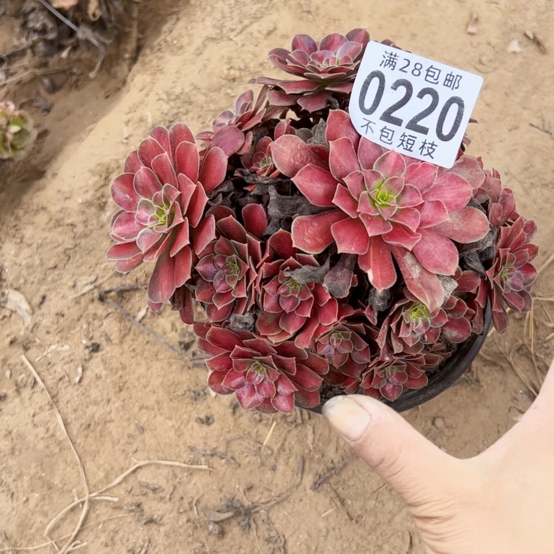 红日多肉植物0220