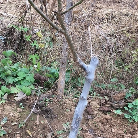 流***木元宝蛤蟆文玩核桃树苗