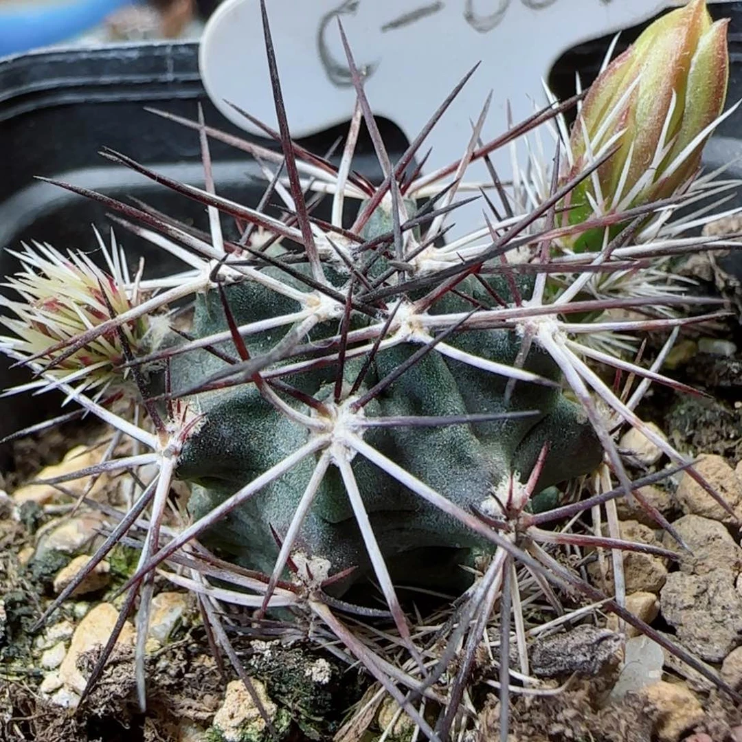 C01实生达氏青花虾多肉2.7