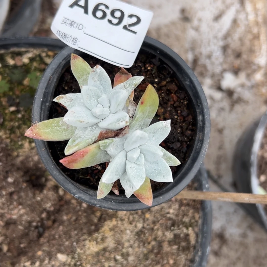 象牙叶苹果叶～一物一拍692