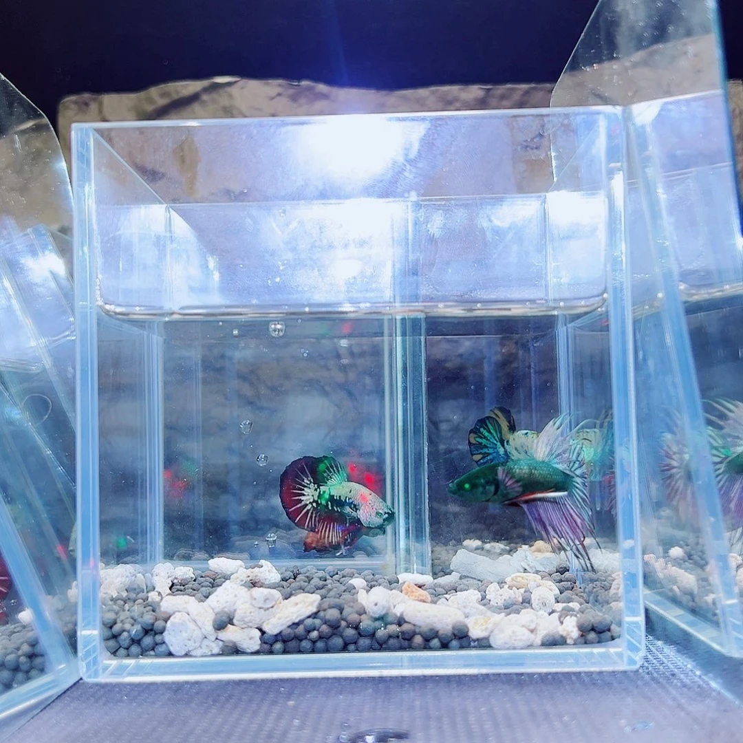 海胆精品精品精品精品