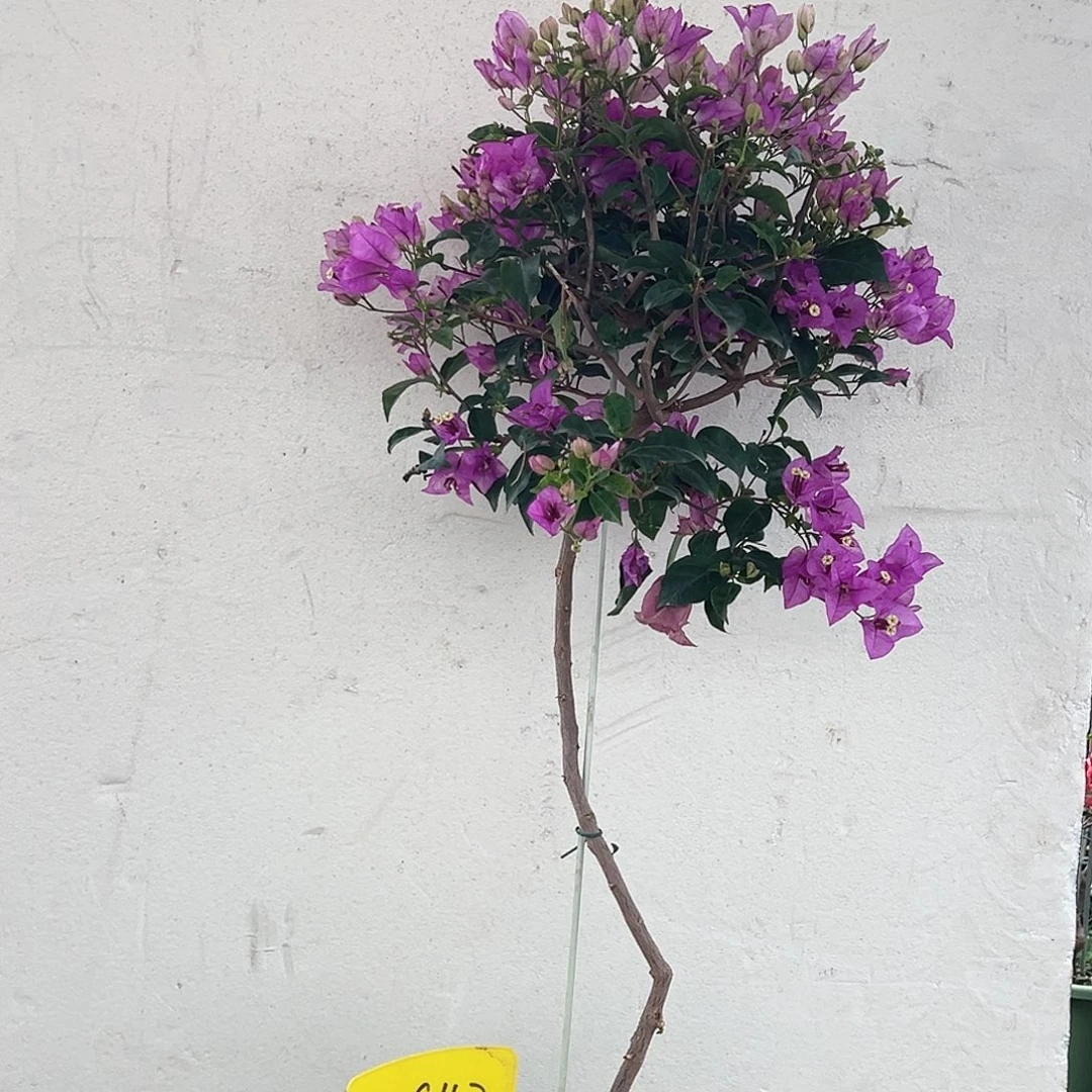 橙***大部分花苞少量开放C42雪紫