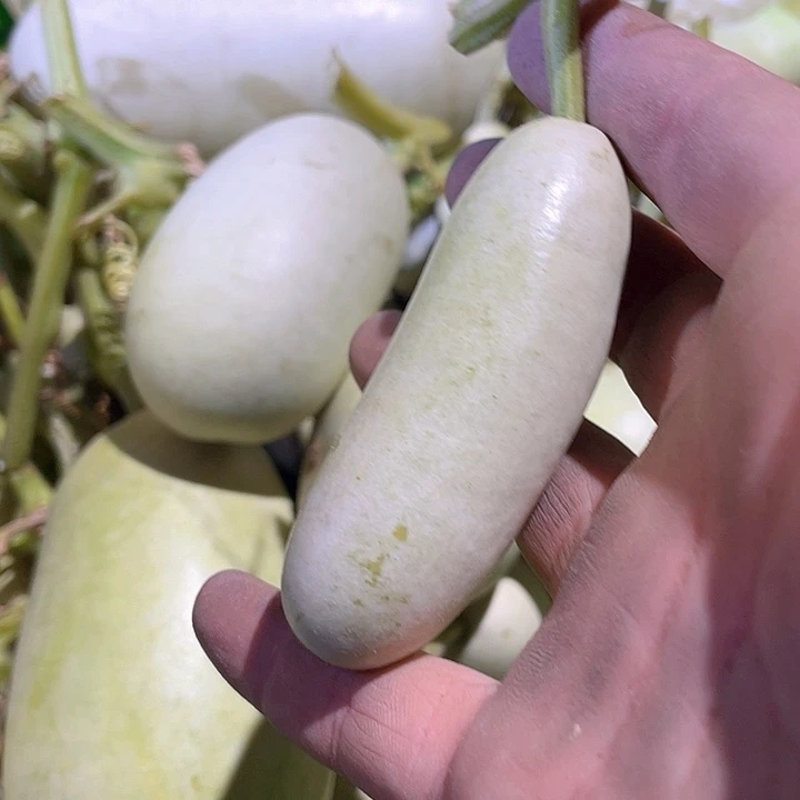 阿***哥木一把香肠冬瓜葫芦