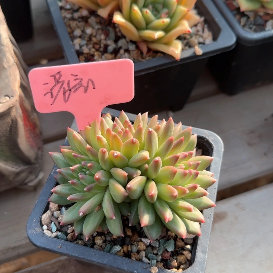 甲骨文三头五十包邮