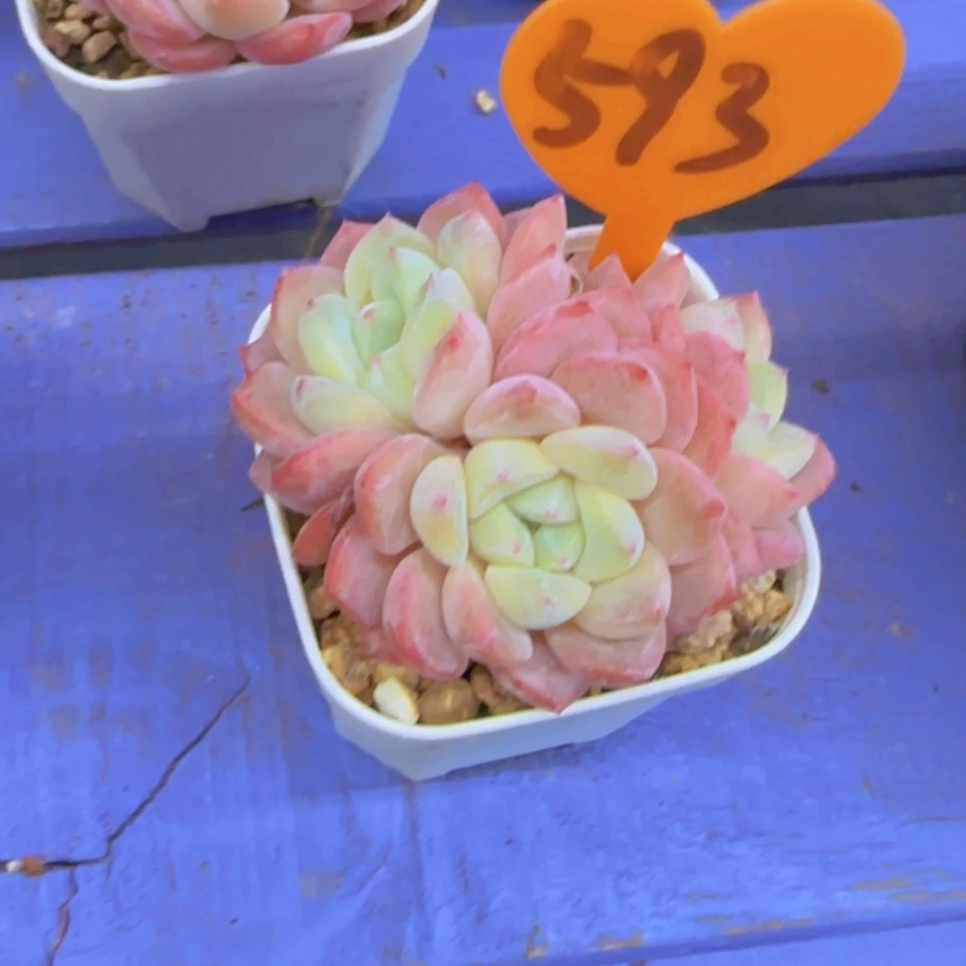 E*593多肉植物一物一拍