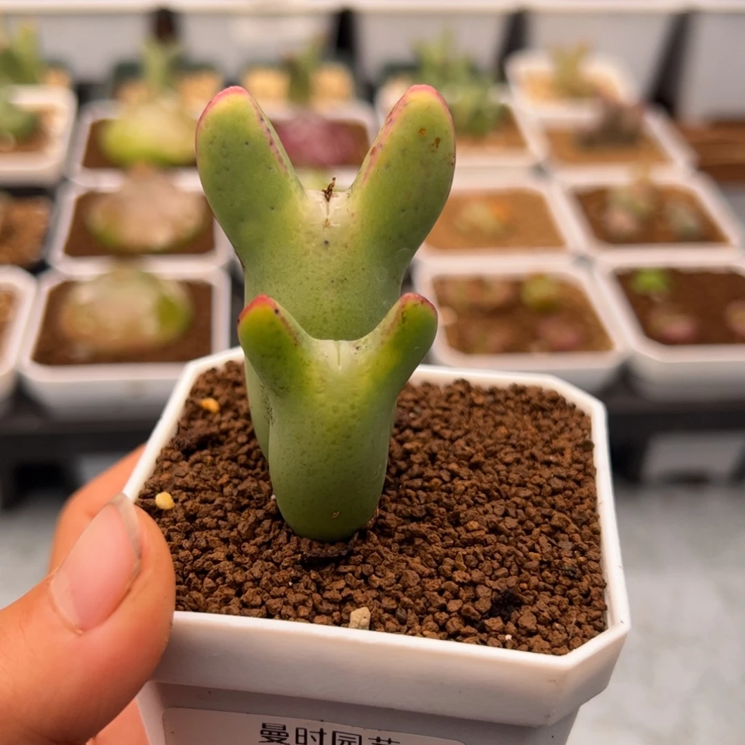 19号皮卡丘3.10多肉