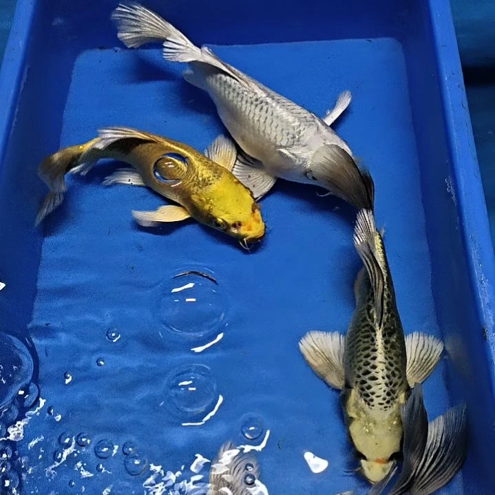 蝴蝶鲤鱼精品一白一金一古铜一银色