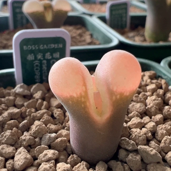 496 青蛙3年1089鲑鱼粉可预留明天全场88折上折