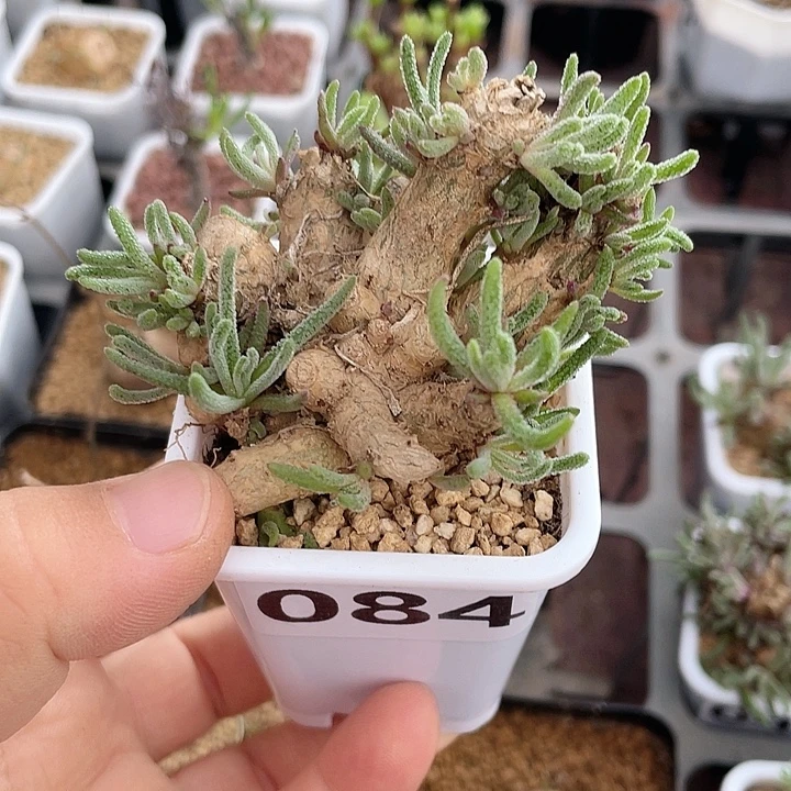 伸***爱084天赐块根植物，
