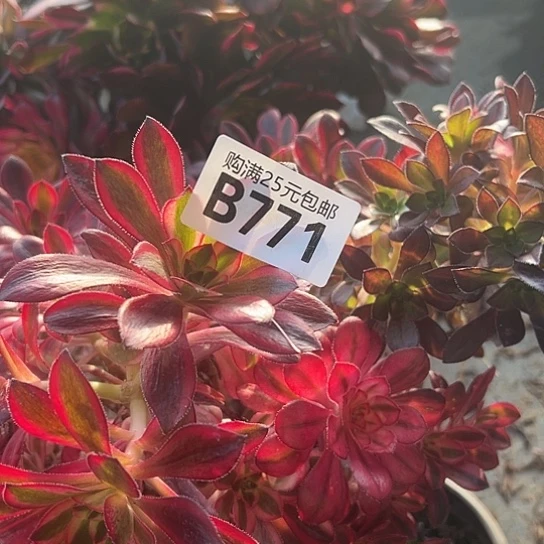 九*多肉植物一个有砍