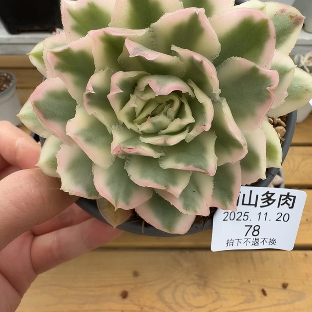 紫蝴蝶锦1111120-78