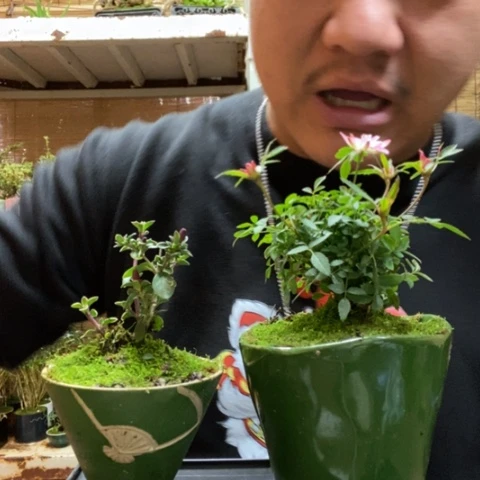 红陶一物一拍所见即所得34