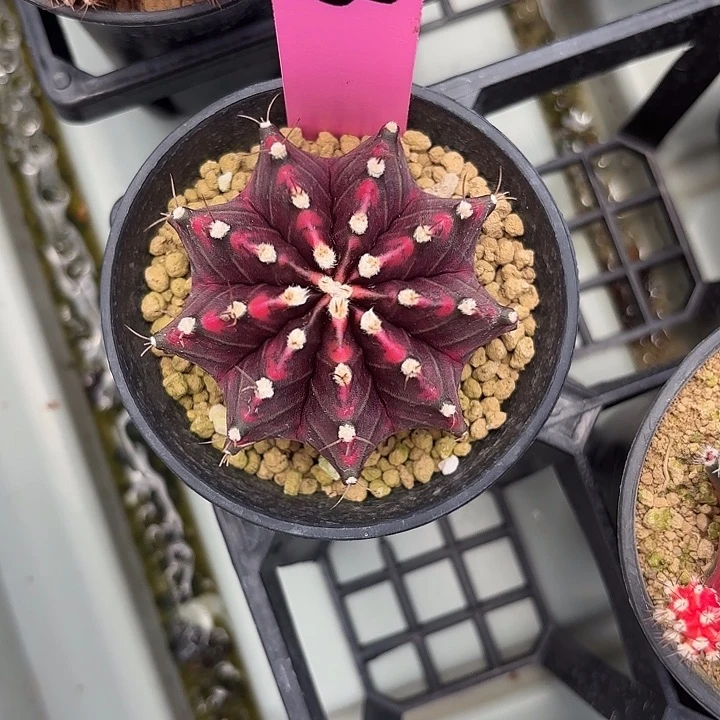 胖*?53-0411国内发货多肉