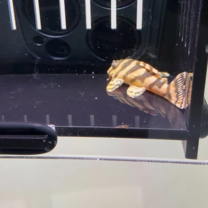 清道夫鱼皇室帝王迷宫