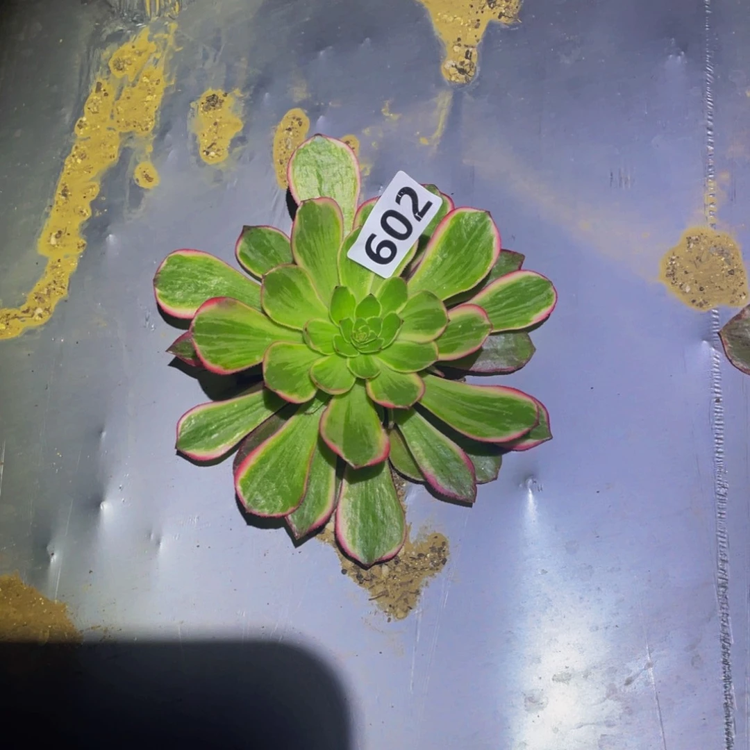 月华多肉植物多肉植物602