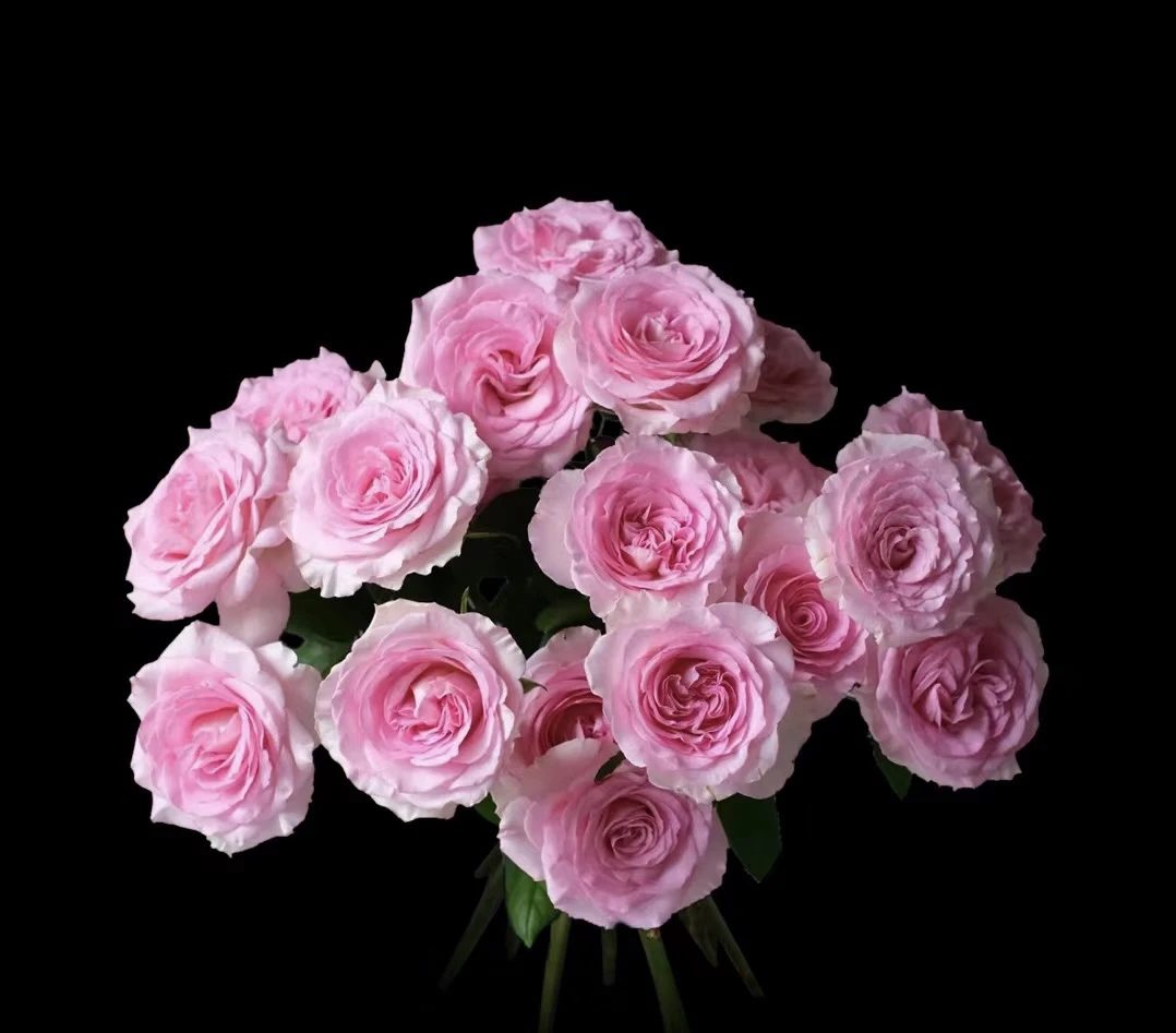 洛神5支+香槟5支+百合4朵+松虫草1束+风铃花+配草