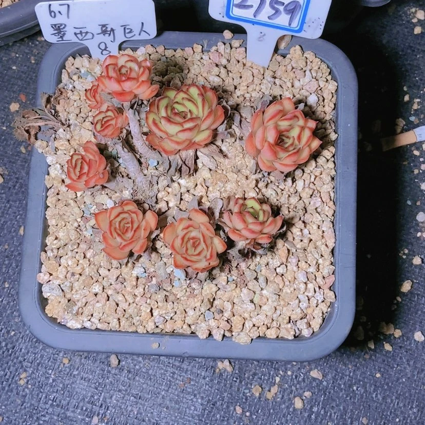 【闪购商品】桃*2759