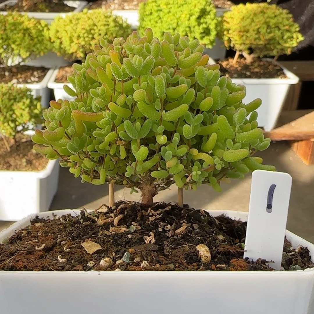 蜜橘糖球一物一拍