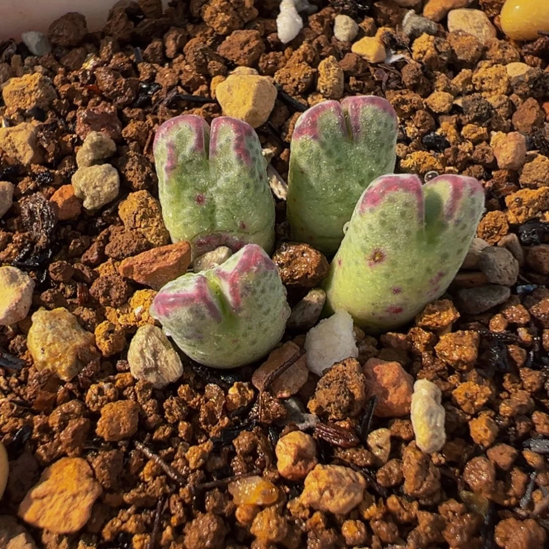 斑马多肉植物盆栽植物