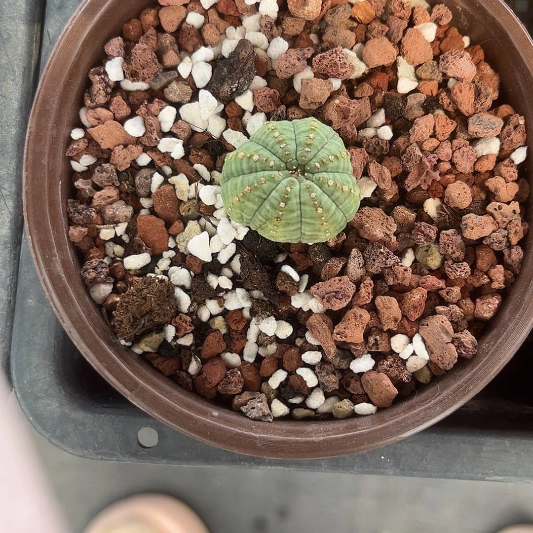 籽吹胭脂布纹球多肉植物