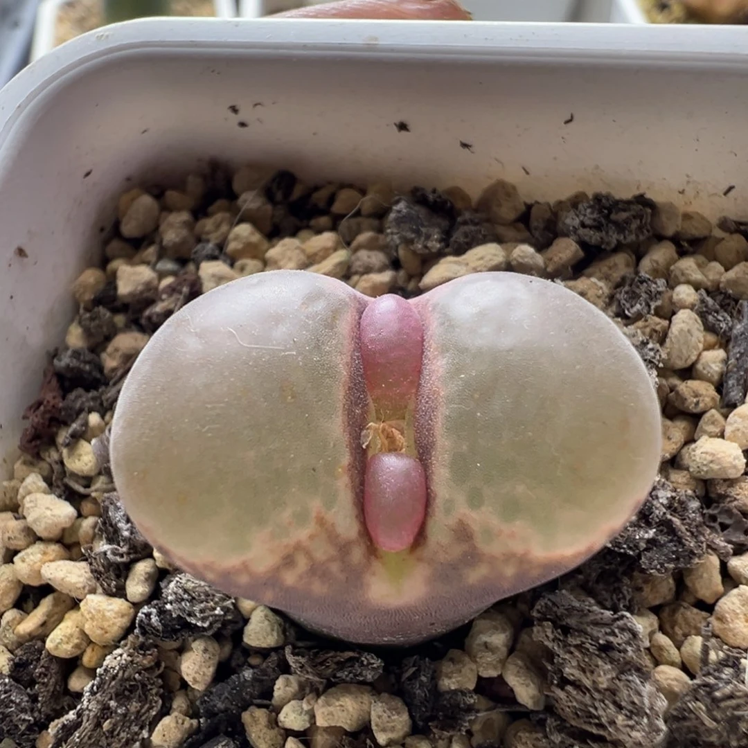 无花朵实生风铃玉13