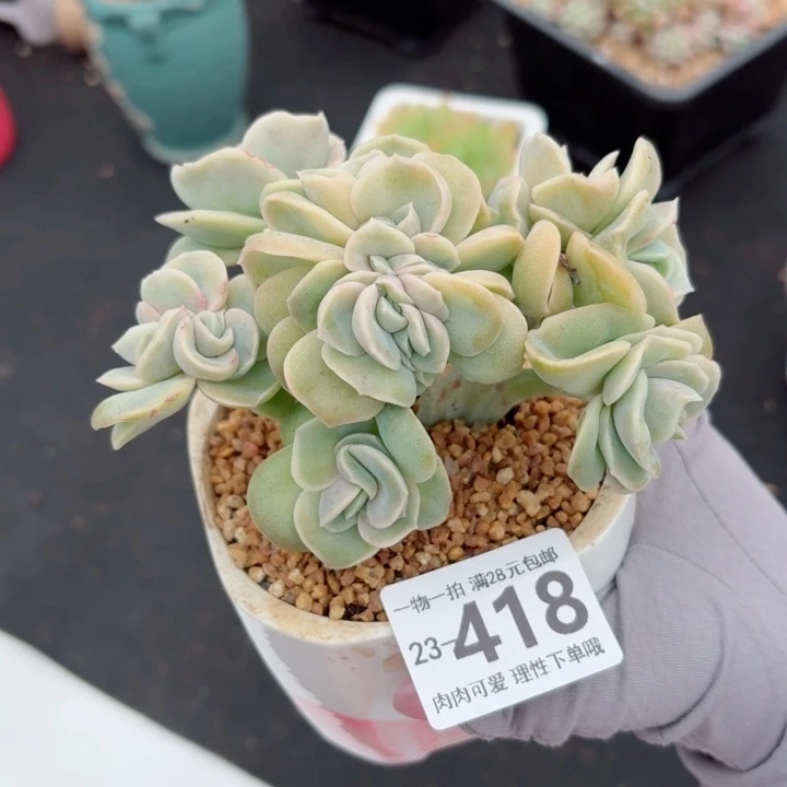 可爱玫瑰缀化无盆土发货无盆