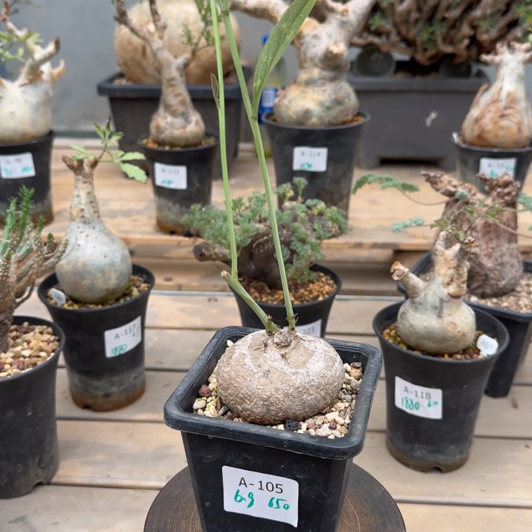 105古兹腺蔓6.9厘米块根植物