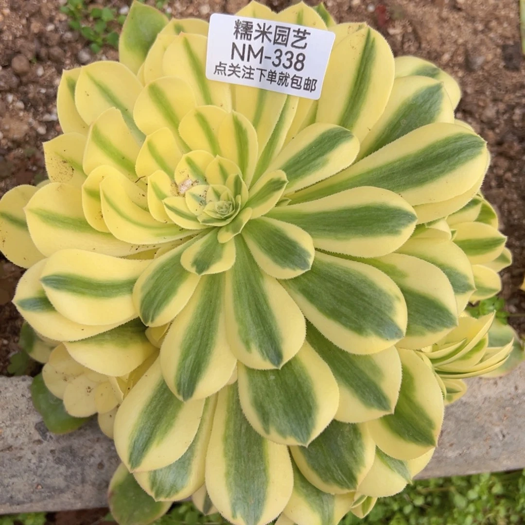 辛尼亚多肉植物338