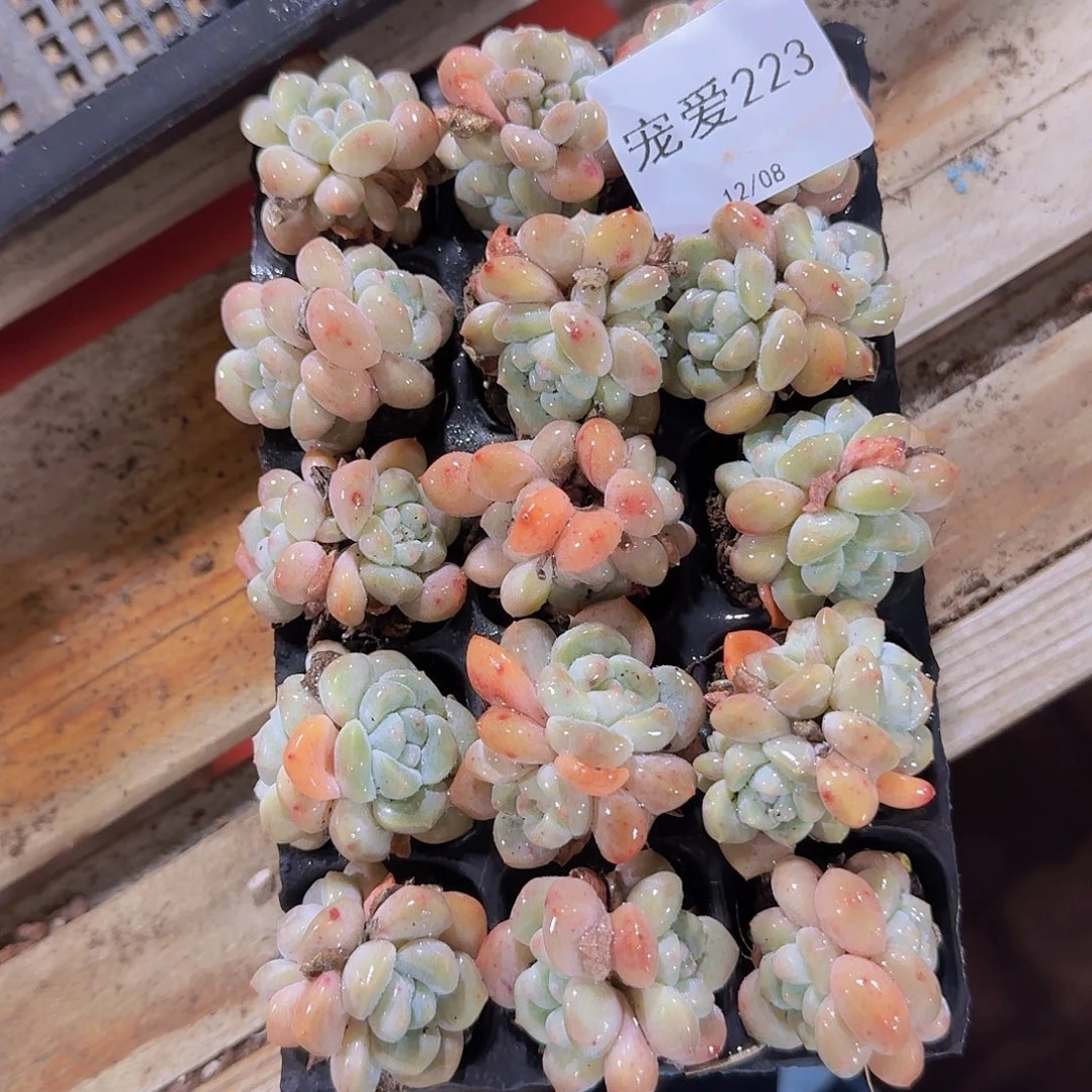 直播福利一物一拍223