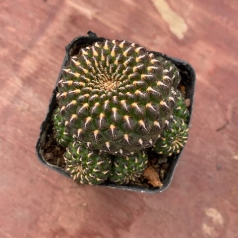 星*宝乌金丸单4仙人球