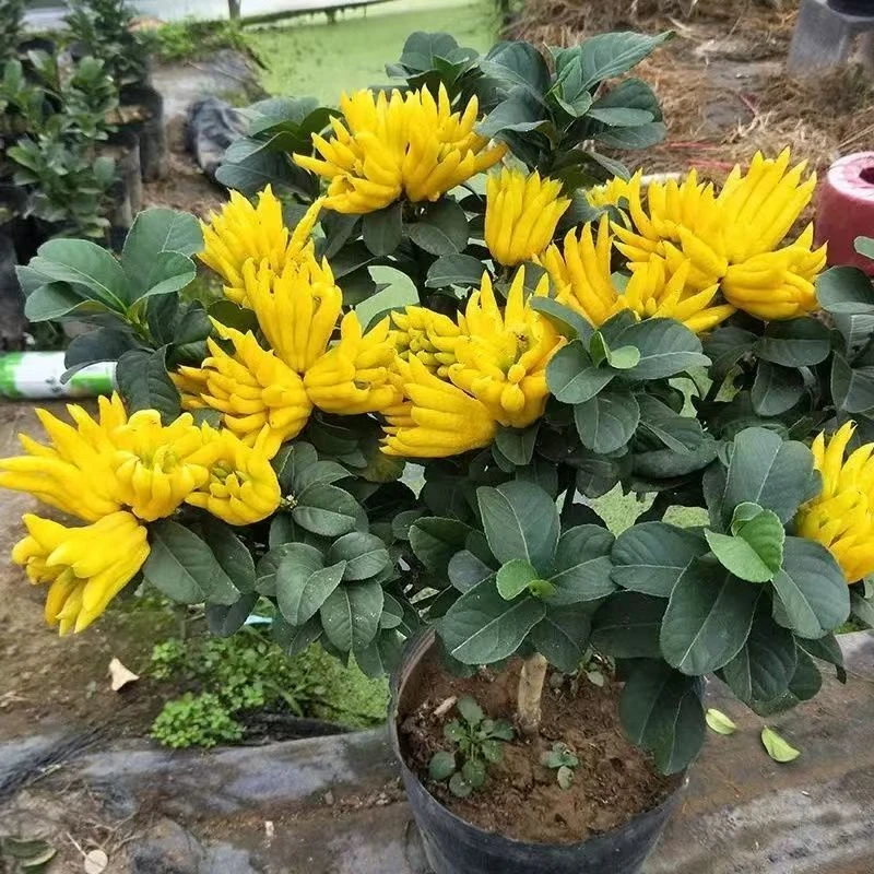 花卉盆栽室内外种植盆栽地栽好养活