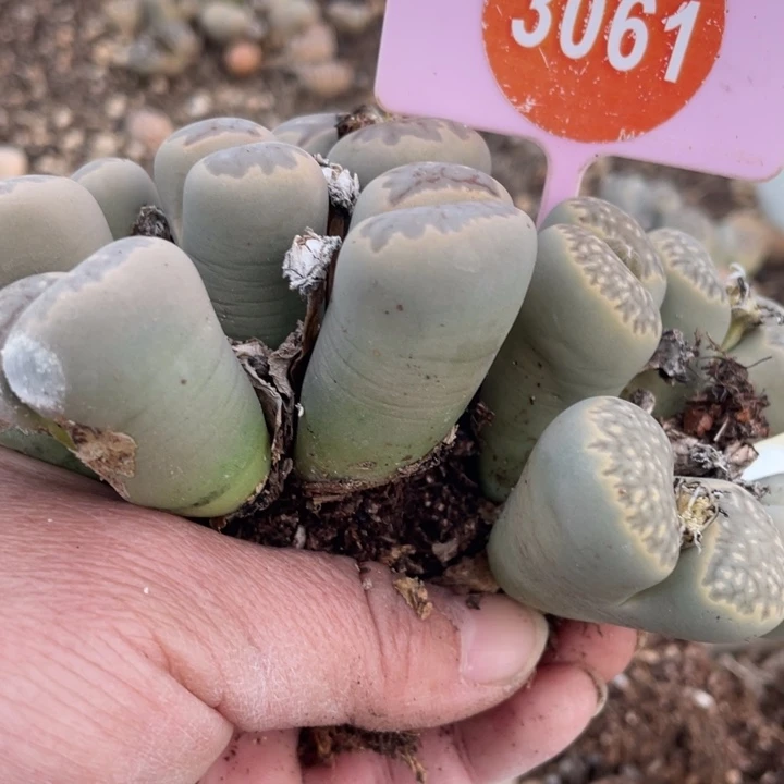 干****生石花2棵306100000