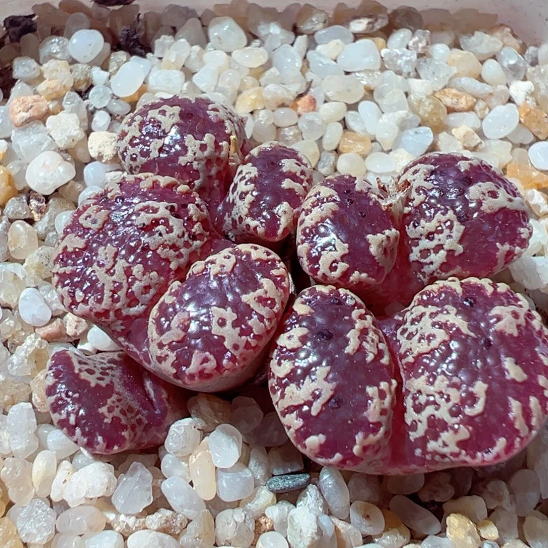 926-952多肉多肉蝴蝶