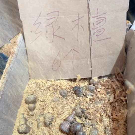 非洲紫檀（红花梨）